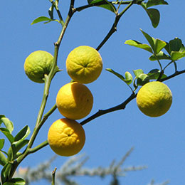 Naranjo amargo espinoso, Naranjo trifoliado